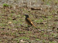 Kalahari Scrub Robin (Cercotrichas paena)