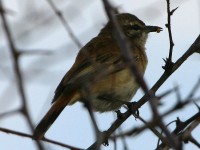 Kalahari Scrub Robin (Cercotrichas paena)