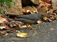 Karoo Thrush (Turdus smithi)