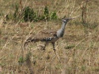 Kori Bustard (Ardeotis kori)