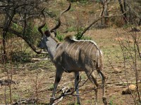 Greater Kudu (Tragelaphus strepsiceros)