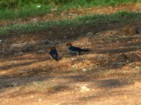 Lesser Striped Swallow (Cecropis abyssinica)