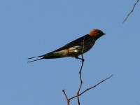Lesser Striped Swallow (Cecropis abyssinica)