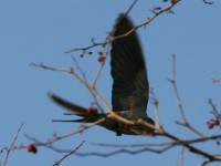Lesser Striped Swallow (Cecropis abyssinica)