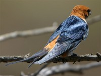 Lesser Striped Swallow (Cecropis abyssinica)