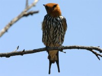 Lesser Striped Swallow (Cecropis abyssinica)
