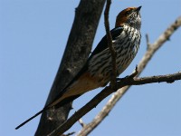 Lesser Striped Swallow (Cecropis abyssinica)