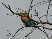 Lilac-breasted Roller (Coracias caudatus)