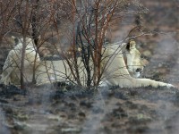 Lion (Panthera leo)