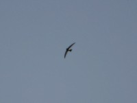Little Swift (Apus affinis)