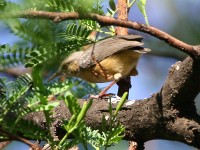 Long-billed Crombec (Sylvietta rufescens)