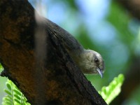 Long-billed Crombec (Sylvietta rufescens)