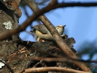 Long-billed Crombec (Sylvietta rufescens)