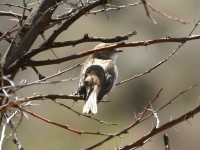 Marico Flycatcher (Melaenornis mariquensis)
