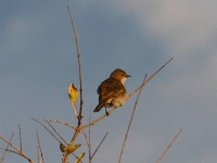 Marico Flycatcher (Melaenornis mariquensis)