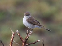 Marico Flycatcher (Melaenornis mariquensis)