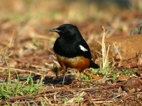 Mocking Cliff Chat (Thamnolaea cinnamomeiventris)