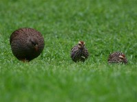 Natal Spurfowl (Pternistis natalensis)