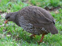 Natal Spurfowl (Pternistis natalensis)