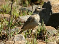 Buffy Pipit (Anthus vaalensis)