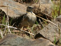 Buffy Pipit (Anthus vaalensis)