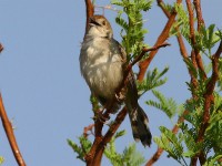 Rattling Cisticola (Cisticola chiniana)