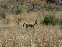 Red Hartebeest (Alcelaphus buselaphus caama)