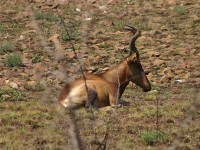 Red Hartebeest (Alcelaphus buselaphus caama)