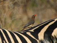 Red-billed Oxpecker (Buphagus erythrorhynchus)