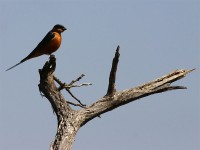 Red-breasted Swallow (Cecropis semirufa)