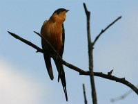 Red-breasted Swallow (Cecropis semirufa)