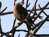 Red-eyed Dove (Streptopelia semitorquata)