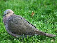 Red-eyed Dove (Streptopelia semitorquata)