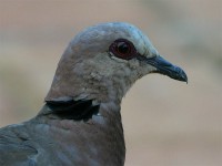 Red-eyed Dove (Streptopelia semitorquata)