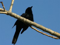 Red-winged Starling (Onychognathus morio)