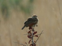 Rufous-naped Lark (Mirafra africana)