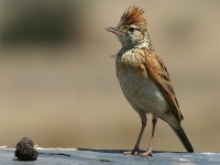 Rufous-naped Lark (Mirafra africana)