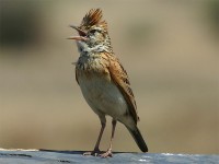 Rufous-naped Lark (Mirafra africana)