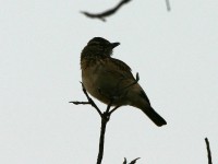 Sabota Lark (Calendulauda sabota)
