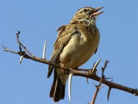 Sabota Lark (Calendulauda sabota)