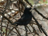 Southern Black Flycatcher (Melaenornis pammelaina)