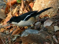 Southern Boubou (Laniarius ferrugineus)