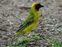 Southern Masked Weaver (Ploceus velatus)