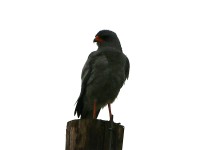 Pale Chanting Goshawk (Melierax canorus)