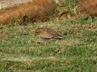 Widowbird sp.