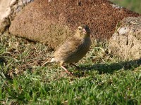 Widowbird sp.