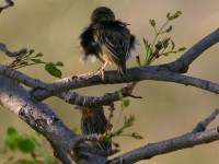 Widowbird sp.