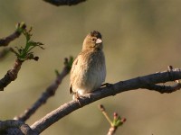 Widowbird sp.