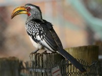 Southern Yellow-billed Hornbill (Tockus leucomelas)
