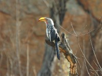 Southern Yellow-billed Hornbill (Tockus leucomelas)